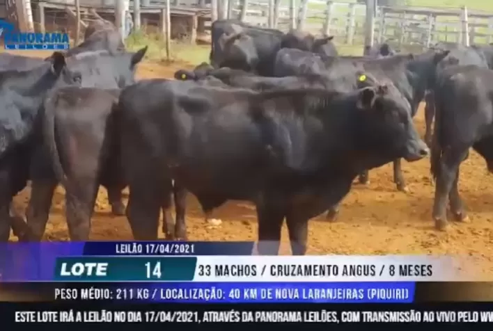 6º Leilão Cruza Angus tem alta de 58% no faturamento