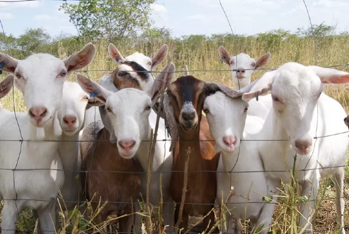 Caprinocultores conseguem manter produção mesmo com a CAE, doença que atinge os animais