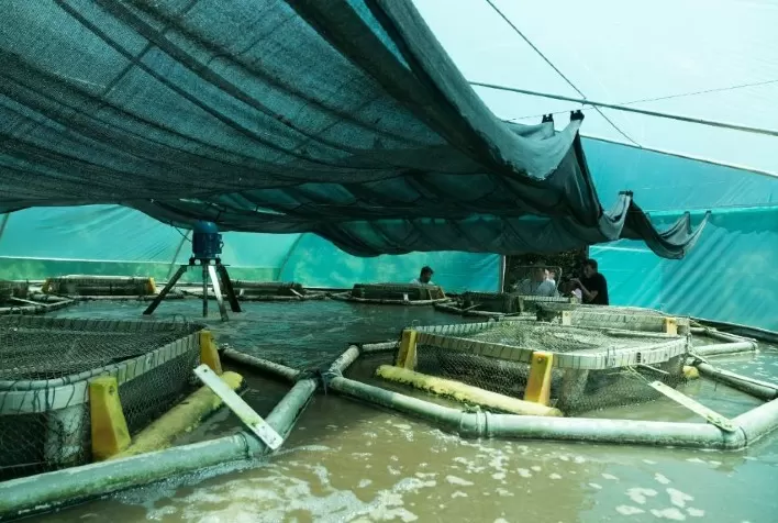 Embrapa e Itaipu desenvolvem projeto para produzir peixes em sistema de bioflocos