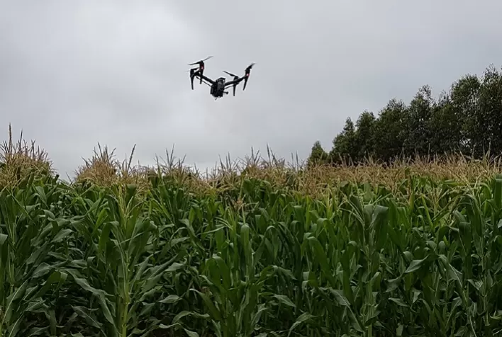 Sistema faz contagem automática de plantas na lavoura por imagens de drones