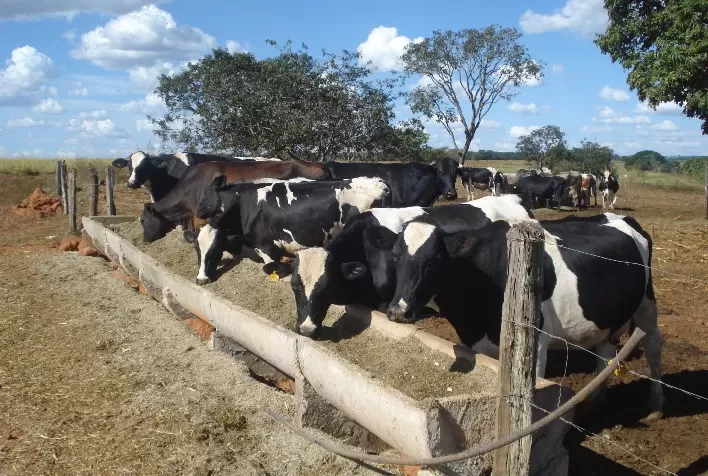 Mistura de insumos na nutrição do rebanho pode reduzir custos de produção da propriedade