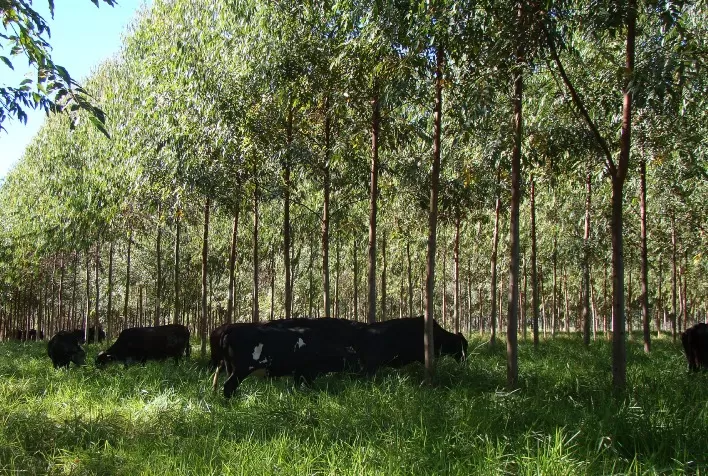 Inova Norte discute Integração Lavoura, Pecuária, Floresta