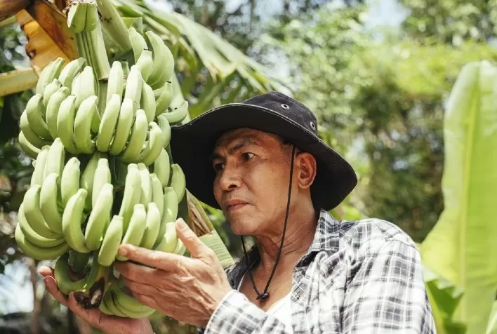 Soam os alarmes no Peru e no Equador pela “pandemia” da banana e peritos pedem cooperação público-privada para enfrentar a praga