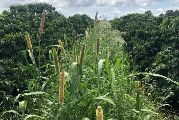 Agricultura regenerativa cresce no Brasil
