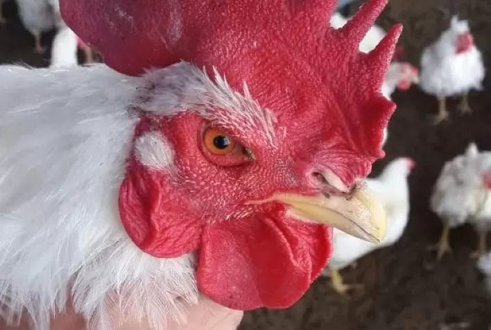 Atenção ao manejo e à nutrição do macho na recria garante sucesso na reprodução avícola