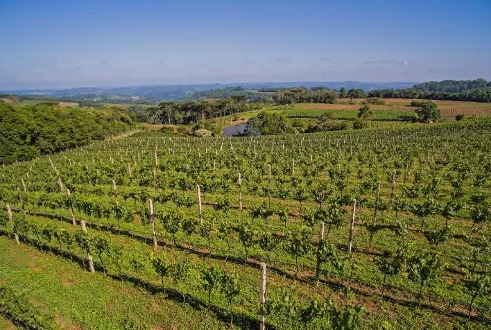 Diversidade do terroir brasileiro cria qualidade única de vinho e marca a história mundial da bebida