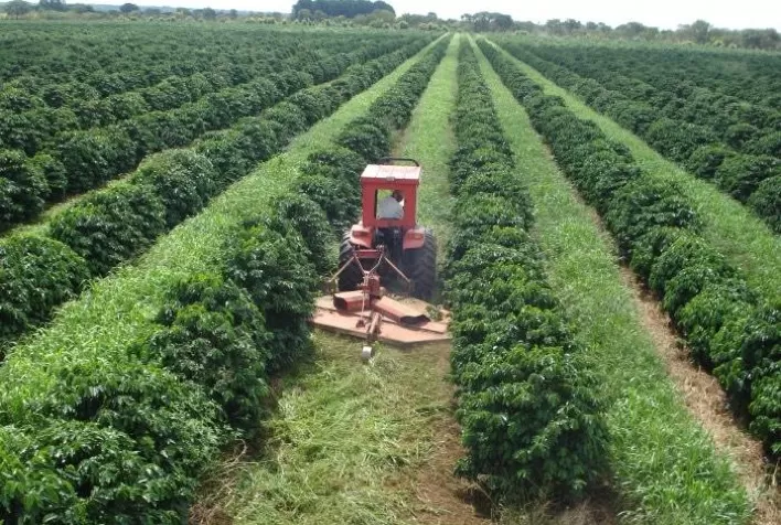 Braquiária na entrelinha do café traz ganhos ao produtor e ao meio ambiente