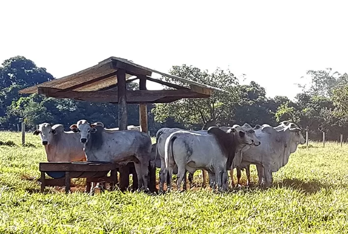 Mercado do boi gordo: de olho nas escalas de abates