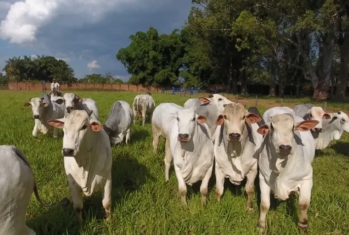 26º Leilão Virtual Nova Era VR JO tem oferta especial de reprodutores Nelore durante Expozebu 2021