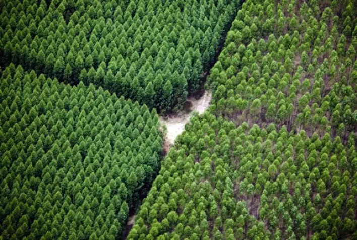 CMPC é certificada novamente pela Forest Stewardship Council e o Programa Brasileiro de Certificação Florestal