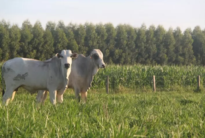 Sistema ILPF cresce, proporciona lucro para o produtor, mas necessita de cercamento adequado