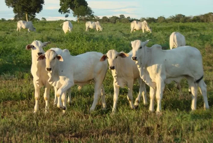 Redução de estresse e ganho de peso na desmama: um case de sucesso em Rancharia