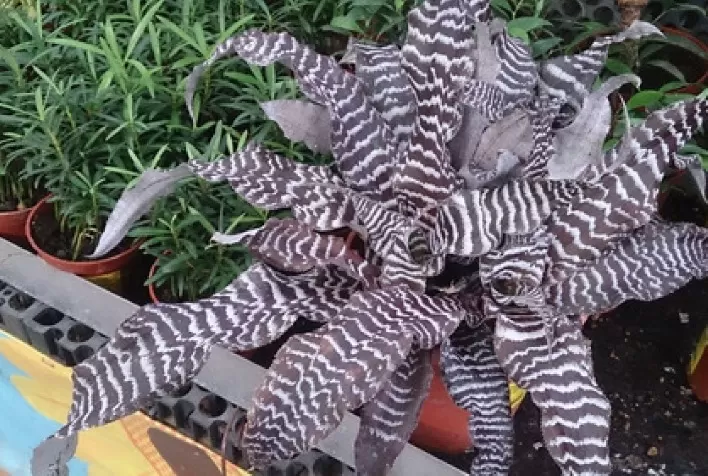 Plantas ornamentais diferenciadas dividem prateleiras com as flores para o Dia das Mães
