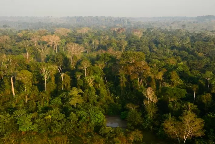 Suzano e WRI Brasil promovem parceria para desenvolver projeto de Regeneração Natural Assistida em larga escala na Amazônia brasileira