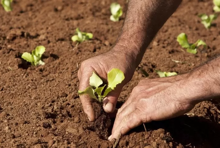 AGRICULTURA FAMILIAR: Governo vai ampliar acesso de cooperativas e associações às políticas da agricultura familiar