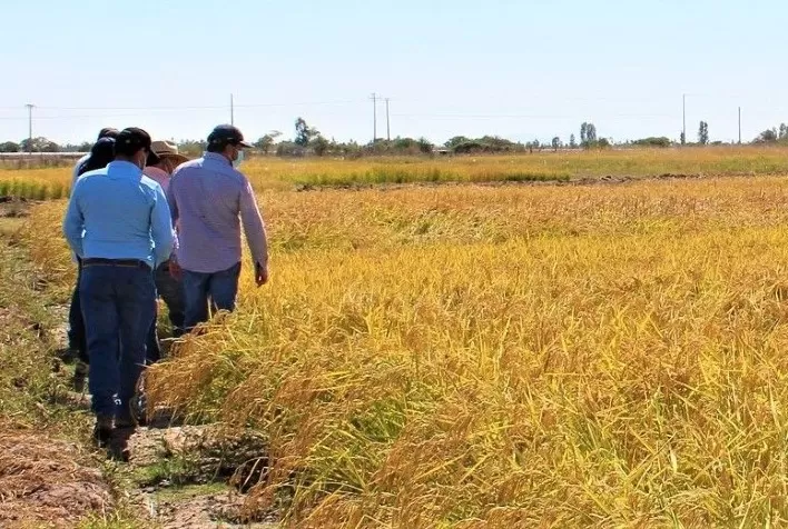 O arroz mais austral do mundo se adapta à mudança do clima