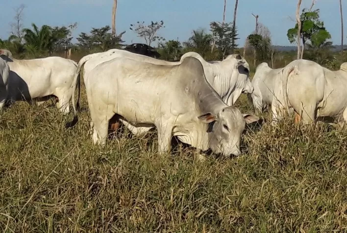 Panorama do mercado obriga pecuaristas a recalcular rota visando maior lucratividade na fazenda