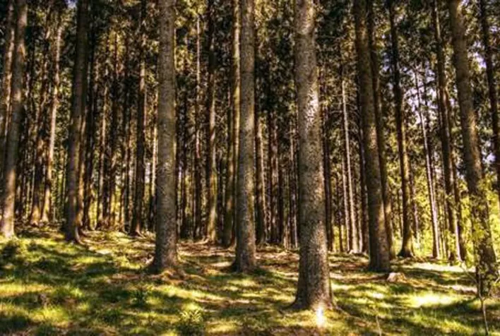 Custo ainda limita crédito de carbono