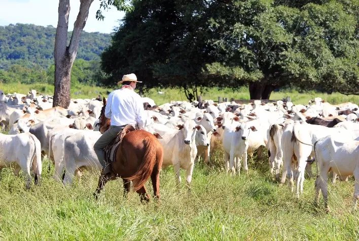 Relação saudável entre humanos e bovinos começa no manejo correto