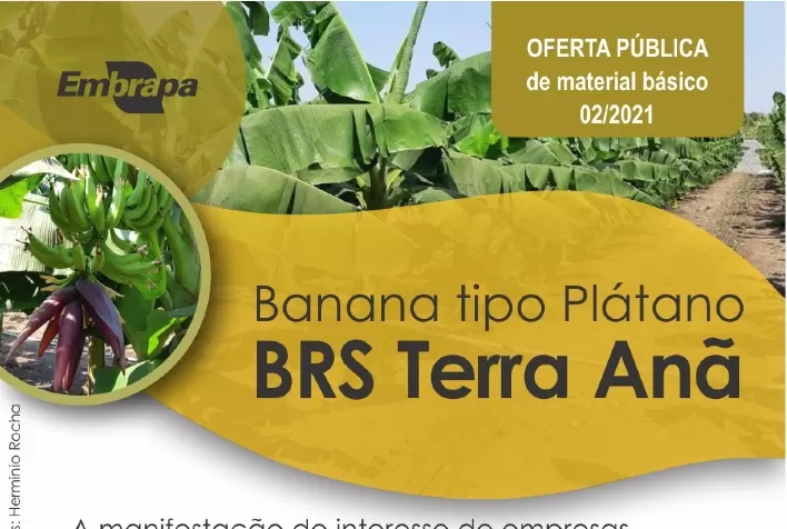 Edital para licenciamento de produção de mudas de bananeira tipo Terra está aberto