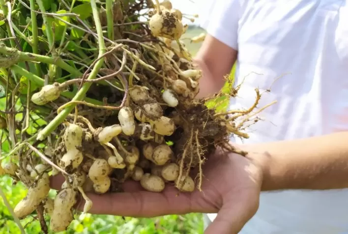 Zoneamento agrícola do amendoim já está disponível para todos os estados