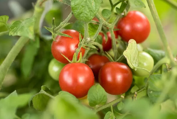 Tomate: Frio, pandemia e final de mês prejudicam a demanda