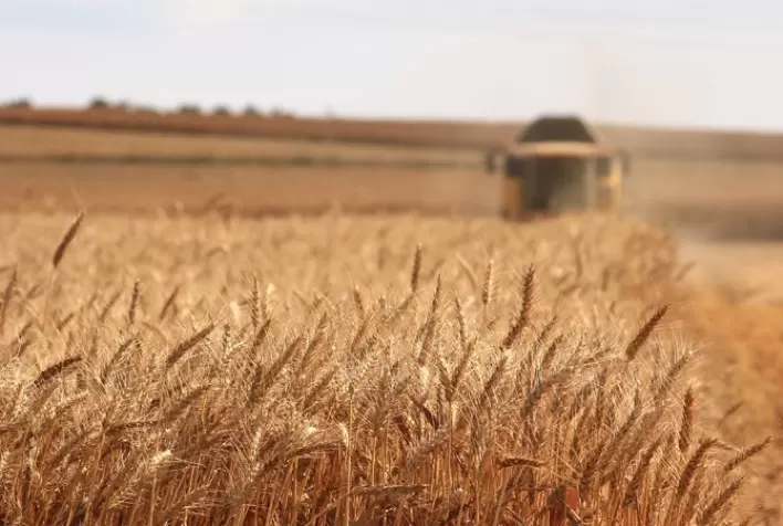 Trigo: Com preço atrativo, área de trigo deve aumentar no País