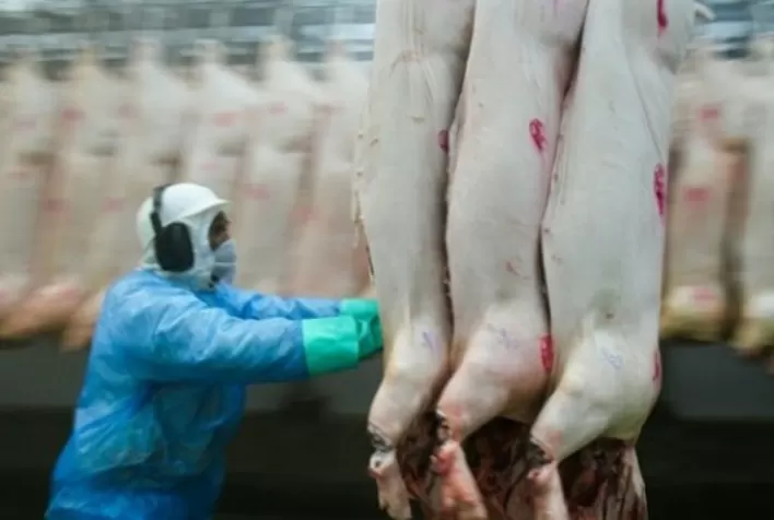 Exportação de carne suína cresce cerca de 40% em abril/21 em relação a abril/20