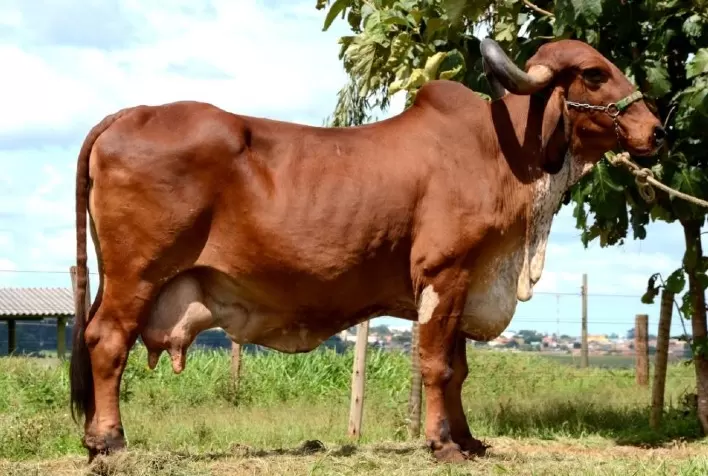 Governo de Minas participa da edição virtual da Expozebu