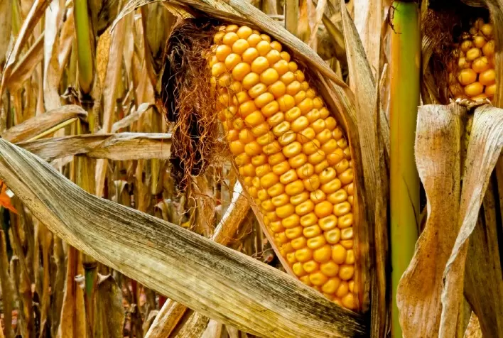 Estiagem castiga agronegócio catarinense