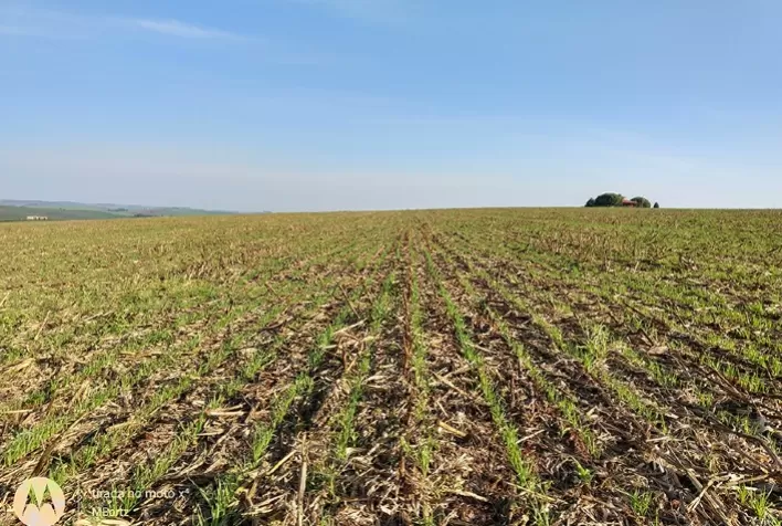 Redução de minhocas compromete a fertilidade em áreas sob plantio direto
