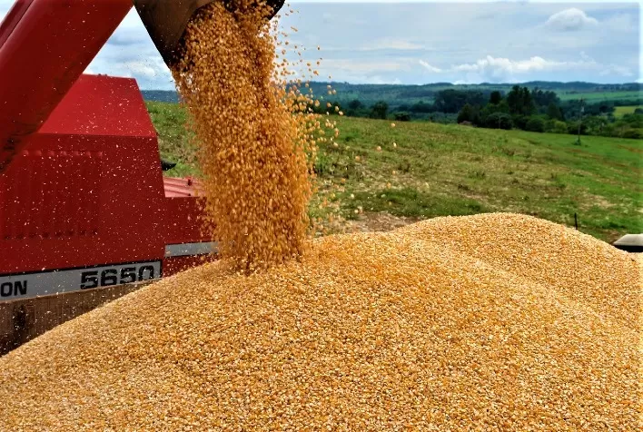 Emater-MG alerta que chuvas irregulares podem afetar a segunda safra de milho