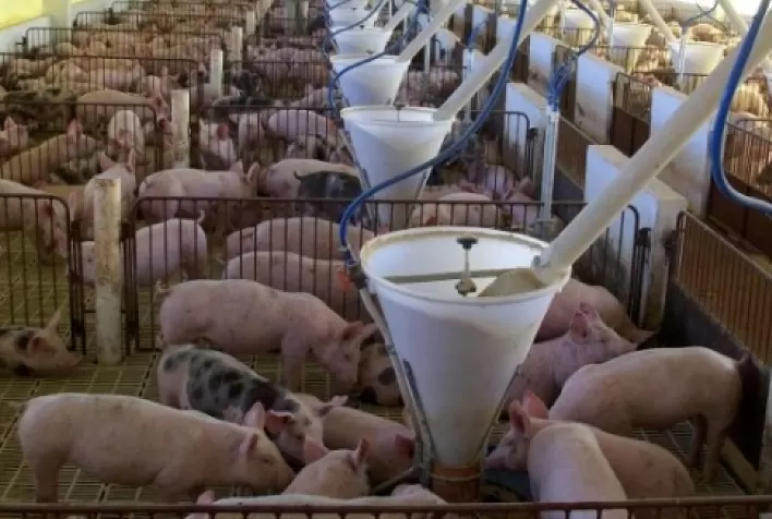 Suíno: mercado registra quedas para o animal vivo