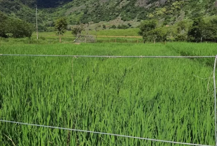 EPAMIG promove resgate de cultivar de arroz de várzeas para a região Leste de Minas