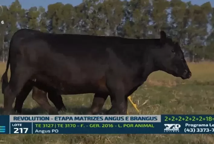 Leilão Revolution cresce 88% e fatura R$ 12 milhões