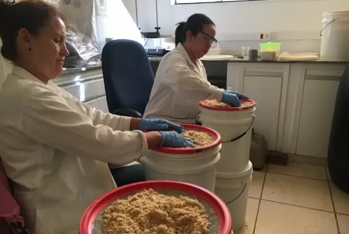 Pesquisa produz material usado no controle de qualidade do filé de peixe