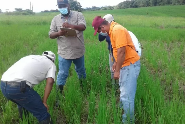 Setores pecuarista de El Salvador e de arroz do Panamá avançam na formulação de ações de mitigação à mudança do clima