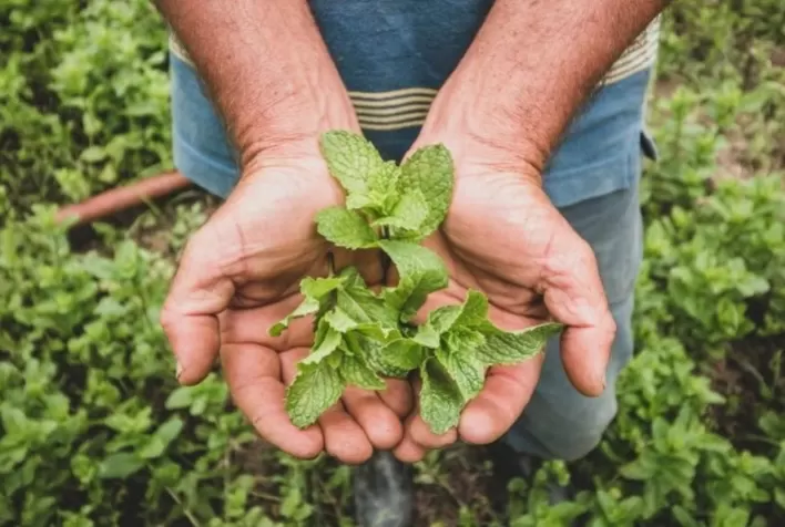 No Dia do Campo, Liv Up se destaca por boas práticas de parcerias com produtores parceiros