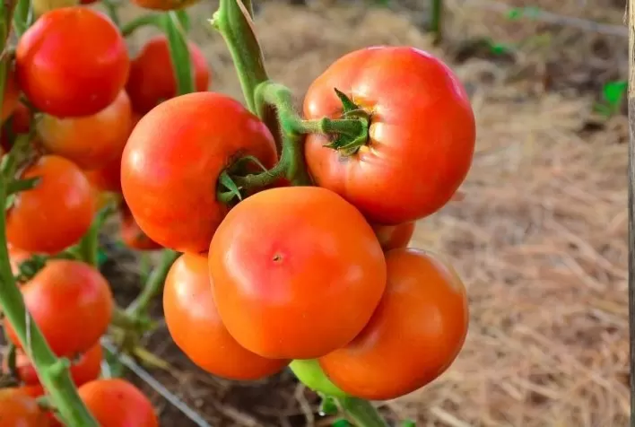 Hortifruticultura: Dois ativos protetores agem com eficácia no controle de cinco doenças de relevância econômica ao tomateiro