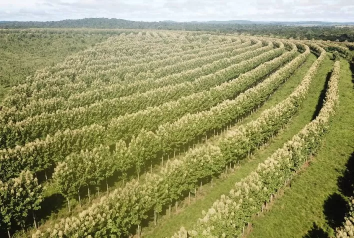 ILPF ganha novas versões de softwares para manejo de precisão do componente florestal