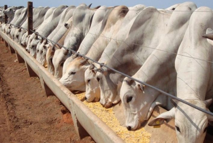 Gado de corte: suplementação proteica ameniza impactos da produção em período de seca