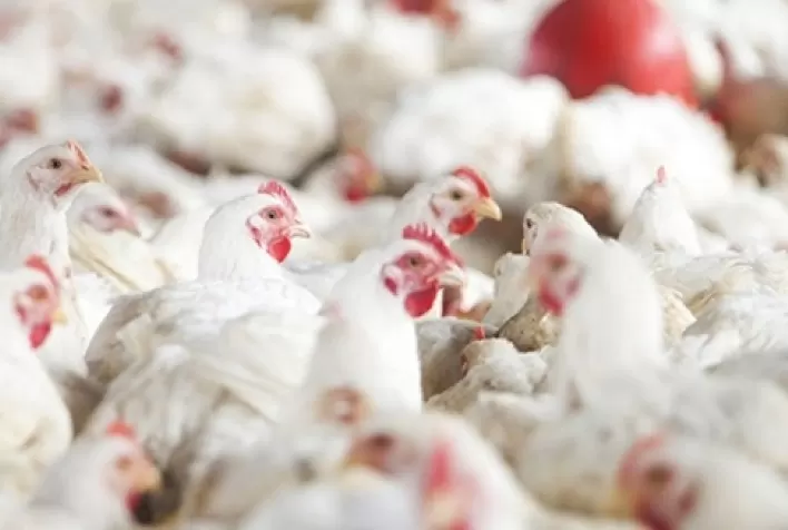 Desempenho do frango (vivo e abatido) na 18ª semana de 2021, primeira de maio
