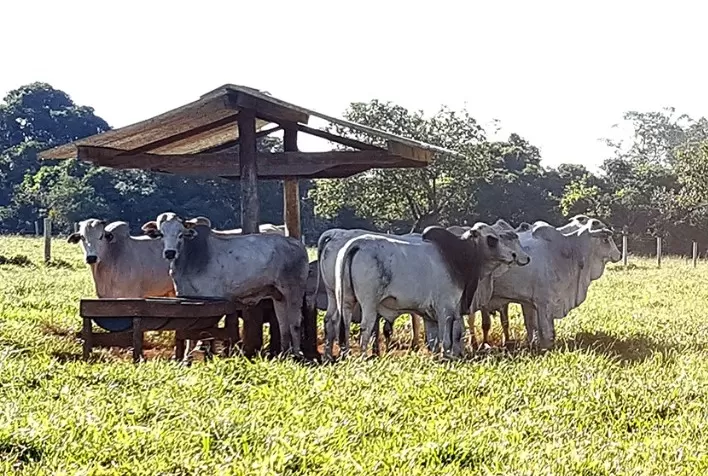 Boi gordo: queda na cotação do boi e vaca gordos em São Paulo
