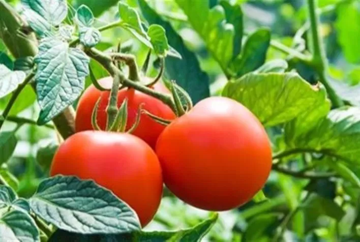 Tomate: Mesmo com pouca oferta, preços não sobem