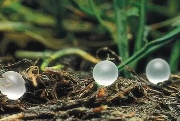 Koch Agronomic Services adquire linhas de produtos com Micronutrientes da Compass Minerals