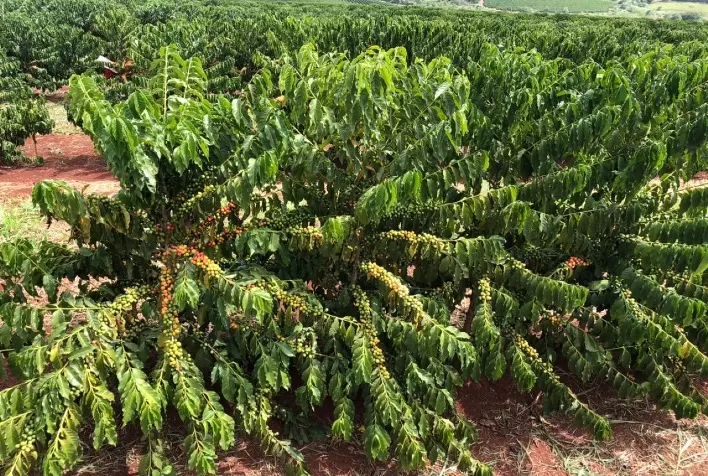 Estiagem severa e temperaturas elevadas prejudicam safra de café na área atendida pela CAPAL