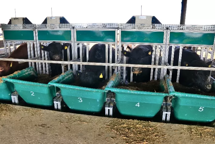 Prova de Eficiência Alimentar Angus 2021 inicia com recorde de touros