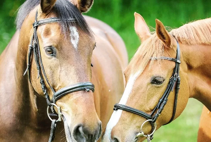 Foco em bem-estar, qualidade de vida e aumento da população de cavalos urbanos movimentam o mercado equestre, que atinge R$ 16 bi por ano