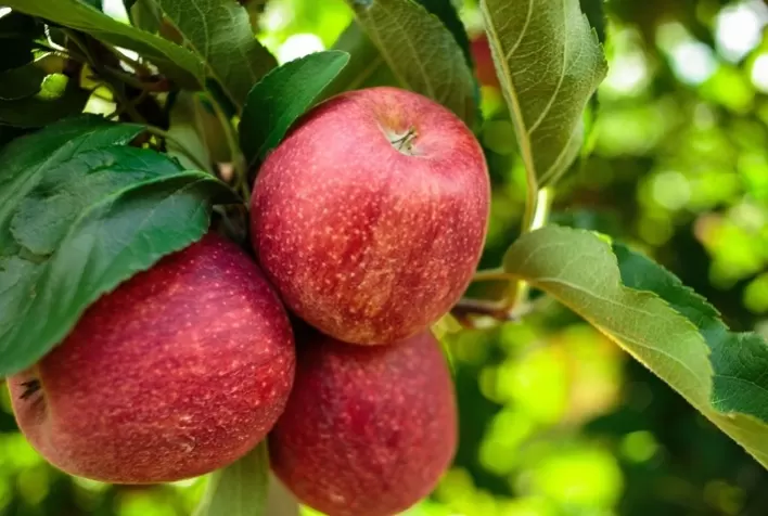 Maçã: Mariposa oriental compromete formação da planta, com o secamento de ponteiros, ramos e frutos