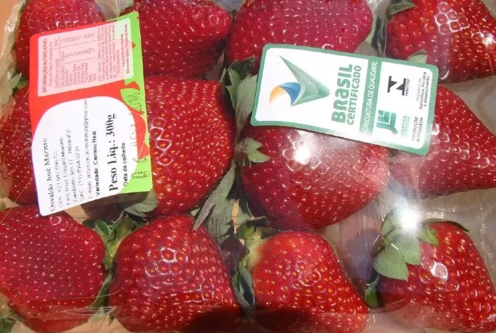 Embrapa lança terceiro vídeo da campanha morango com selo Brasil Certificado